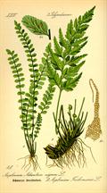 Adiantum